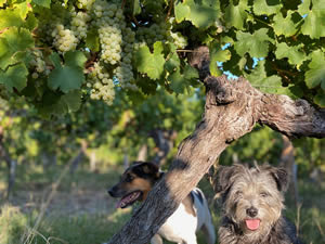 Harvest 2020 - Sauvignon blanc