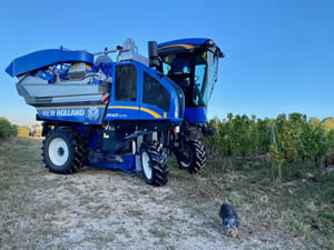 Harvest 2020 - Sauvignon blanc