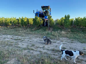 Harvest 2020 - Sauvignon blanc