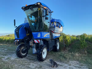 Harvest 2020 - Sauvignon blanc