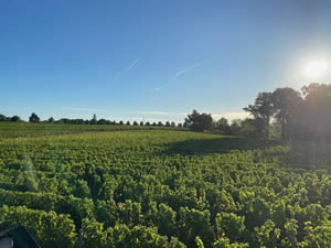 Harvest 2020 - Sauvignon blanc