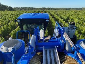 Harvest 2020 - Sauvignon blanc