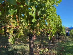 Harvest 2020 - Sauvignon blanc