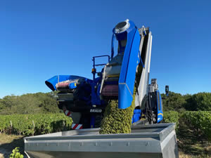 Harvest 2020 - Sauvignon blanc