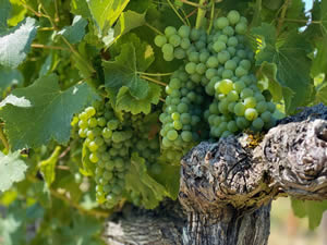 Harvest 2020 - Sauvignon blanc