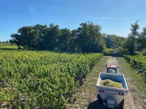 Harvest 2020 - Sauvignon blanc