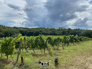 Harvest 2020 - Sauvignon blanc