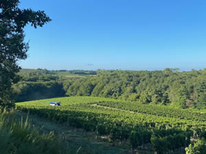 Harvest 2020 - Sauvignon blanc