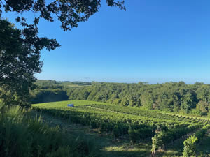 Harvest 2020 - Sauvignon blanc