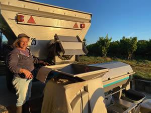 Harvest 2020 - Sauvignon blanc