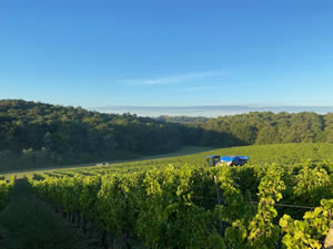 Harvest 2020 - Sauvignon blanc