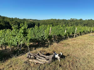 Harvest 2020 - Sauvignon blanc