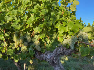 Harvest 2020 - Sauvignon blanc