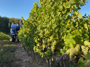 Harvest 2020 - Sauvignon blanc