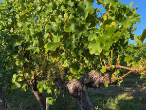 Harvest 2020 - Sauvignon blanc