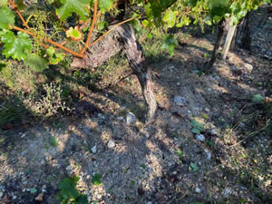 Harvest 2020 - Sauvignon blanc