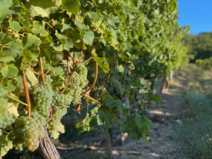 Harvest 2020 - Sauvignon blanc