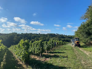 Harvest 2020 - Sauvignon blanc