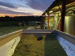 Harvest 2020 - Sauvignon blanc