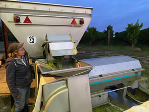 Harvest 2020 - Sauvignon blanc