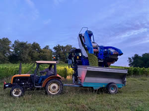 Harvest 2020 - Sauvignon blanc