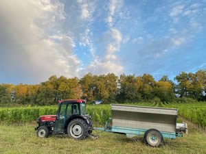 Harvest 2020 - Sauvignon blanc