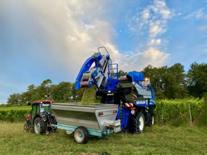 Harvest 2020 - Sauvignon blanc