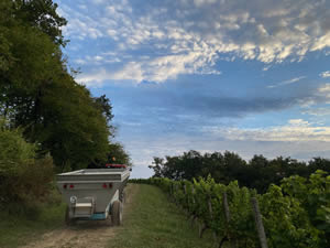 Harvest 2020 - Sauvignon blanc