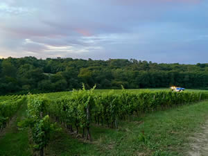 Harvest 2020 - Sauvignon blanc