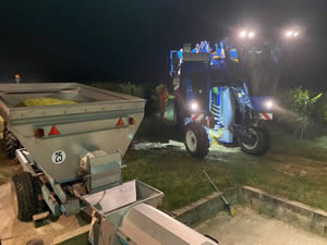 Harvest 2020 - Sauvignon blanc