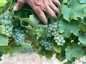 Harvest 2020 - Sauvignon blanc