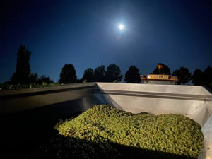 Harvest 2020 - Sauvignon blanc