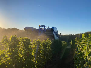 Harvest 2020 - Sauvignon blanc