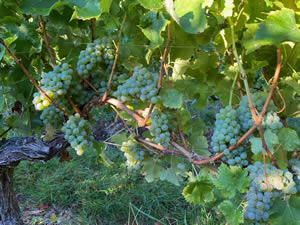 Harvest 2020 - Sauvignon blanc