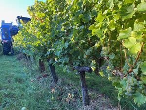 Harvest 2020 - Sauvignon blanc