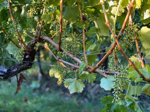 Harvest 2020 - Sauvignon blanc