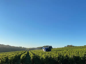 Harvest 2020 - Sauvignon blanc