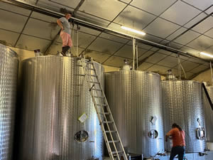 Harvest 2020 - Sauvignon blanc