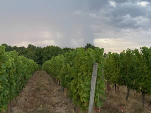 Harvest 2020 - Sauvignon blanc