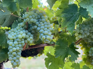 Harvest 2020 - Sauvignon blanc