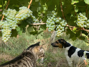 Harvest 2020 - Sauvignon blanc