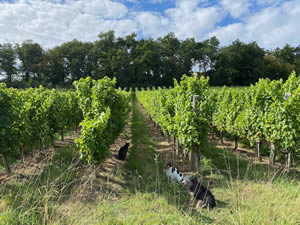 Harvest 2020 - Sauvignon blanc