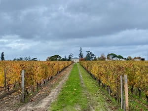 Saint-Émilion vineyards in autumn