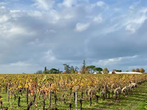 Saint-Émilion vineyards in autumn