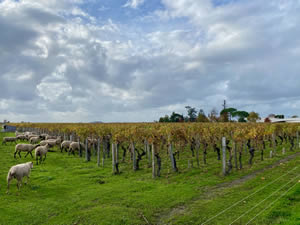 Saint-Émilion vineyards in autumn