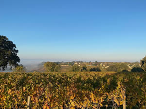 Saint-Émilion vineyards in autumn