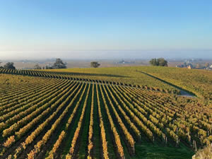 Saint-Émilion vineyards in autumn