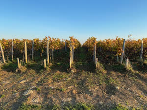 Saint-Émilion vineyards in autumn