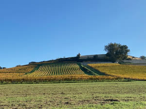 Saint-Émilion vineyards in autumn