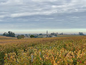 Saint-Émilion vineyards in autumn